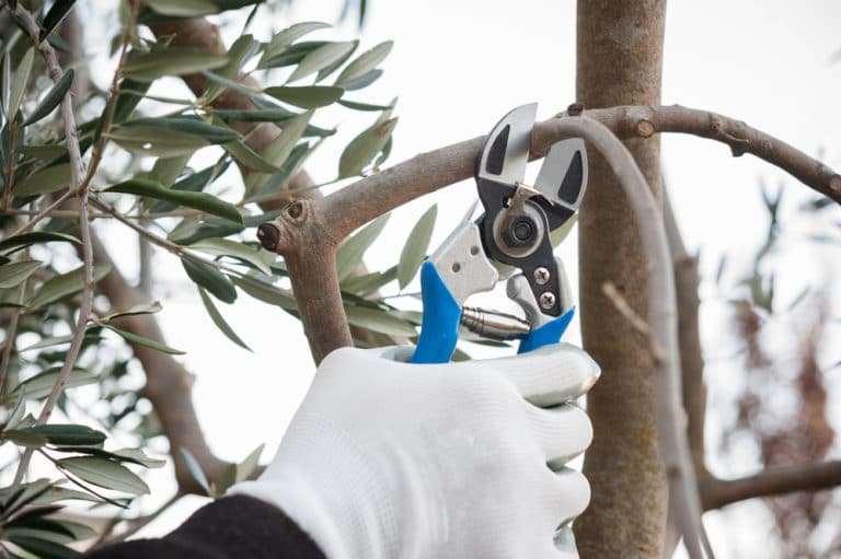 How to Prune a Lemon Tree » Top Tips & Facts