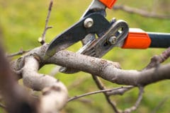 pruning-peach-trees