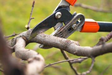 pruning peach trees download pruning peach trees download