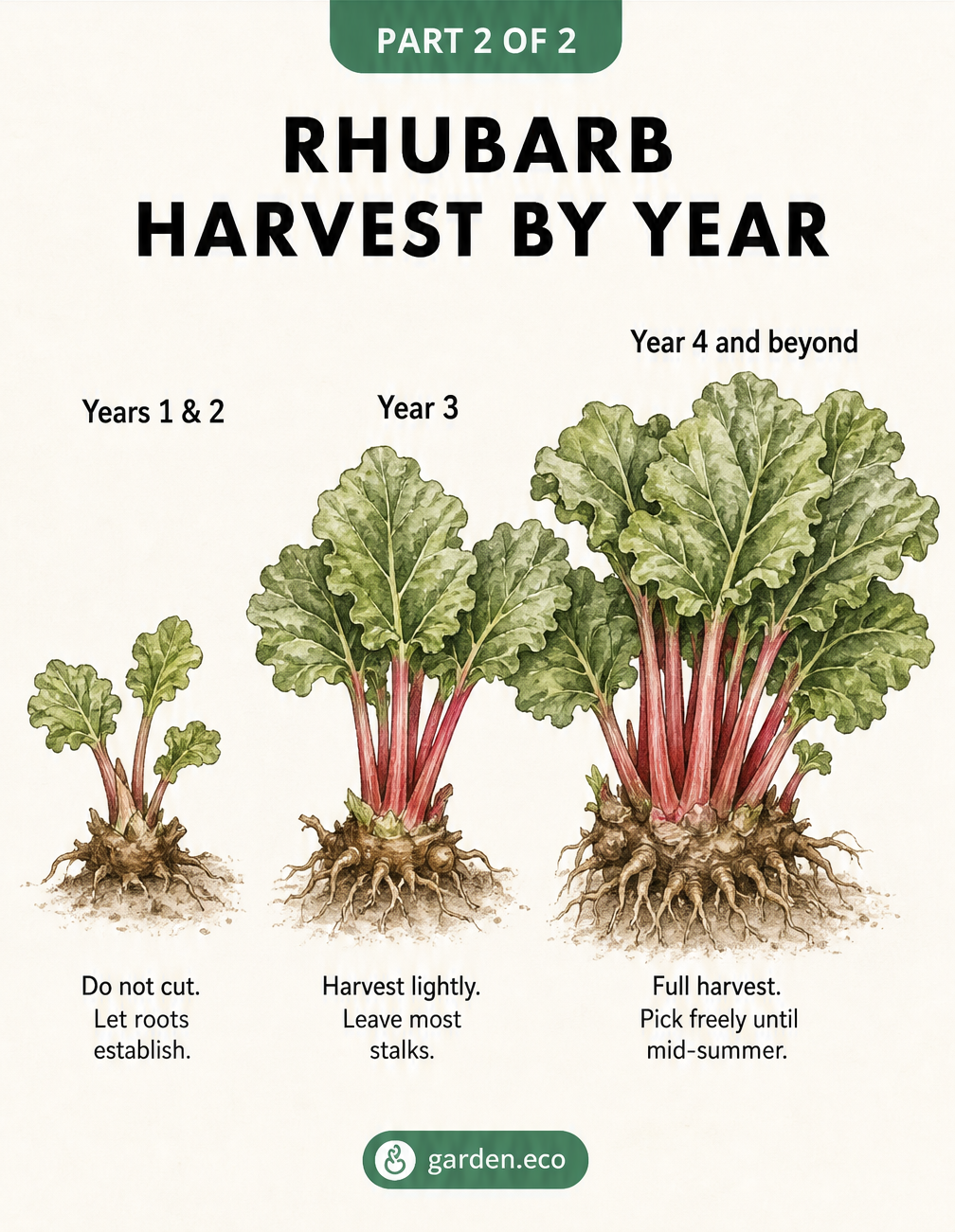 Illustration showing rhubarb plant growth over four years, explaining when to start harvesting to allow roots to establish.
