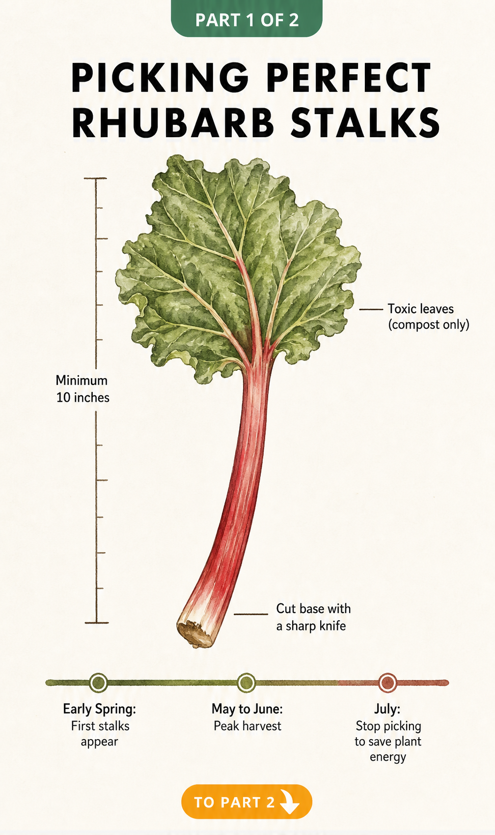 Botanical illustration of a rhubarb stalk showing a minimum 10-inch harvest size, toxic leaves to compost, and a seasonal timeline for USDA zones 3 to 7.