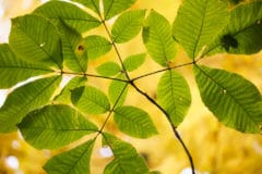 shagbark-hickory-leaf