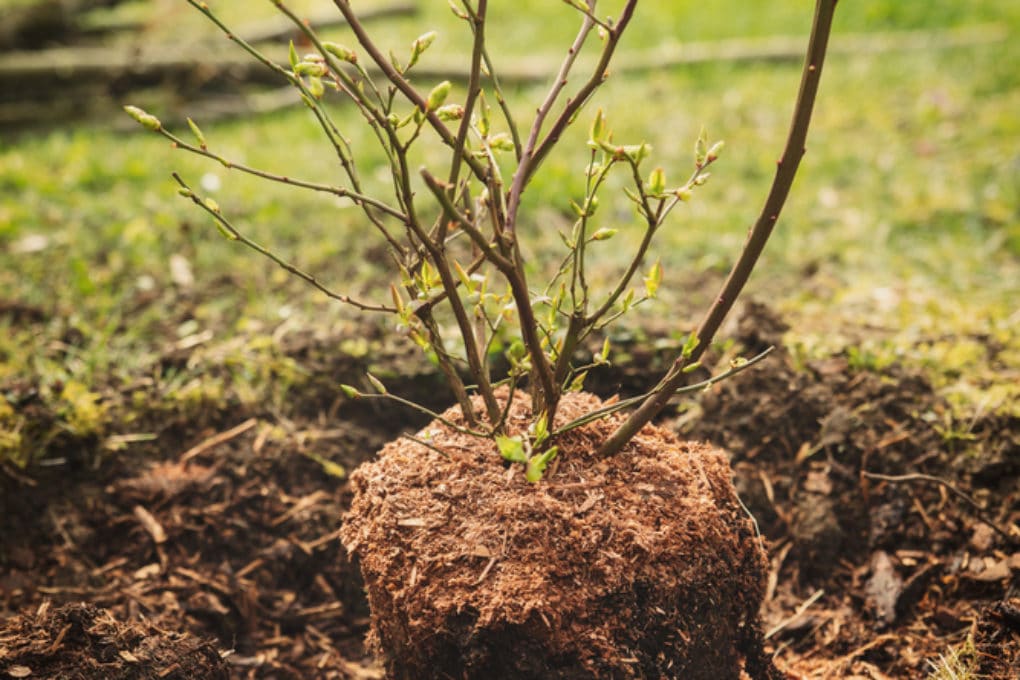 Soil for Blueberries » Tips for Healthy Growth