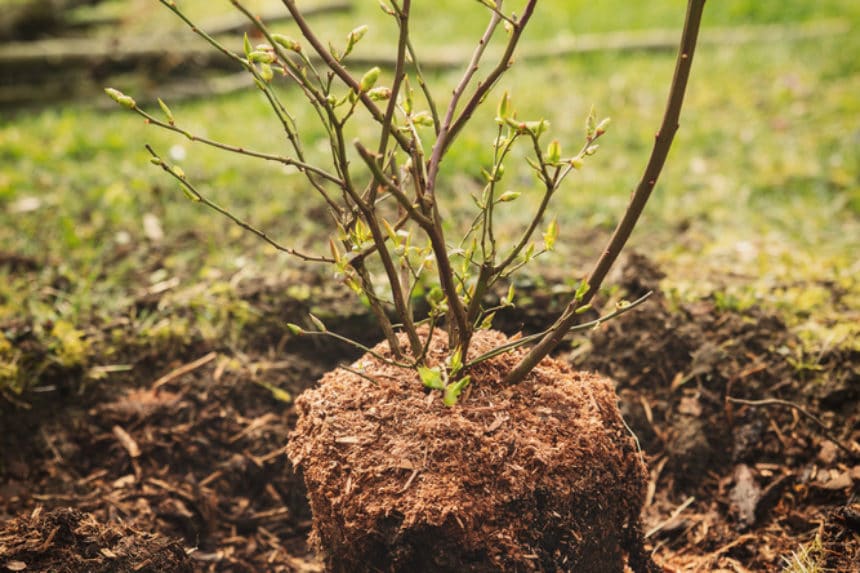 Soil for Blueberries » Tips for Healthy Growth