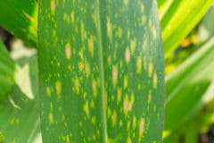 southern-corn-leaf-blight