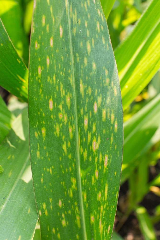southern blight southern blight