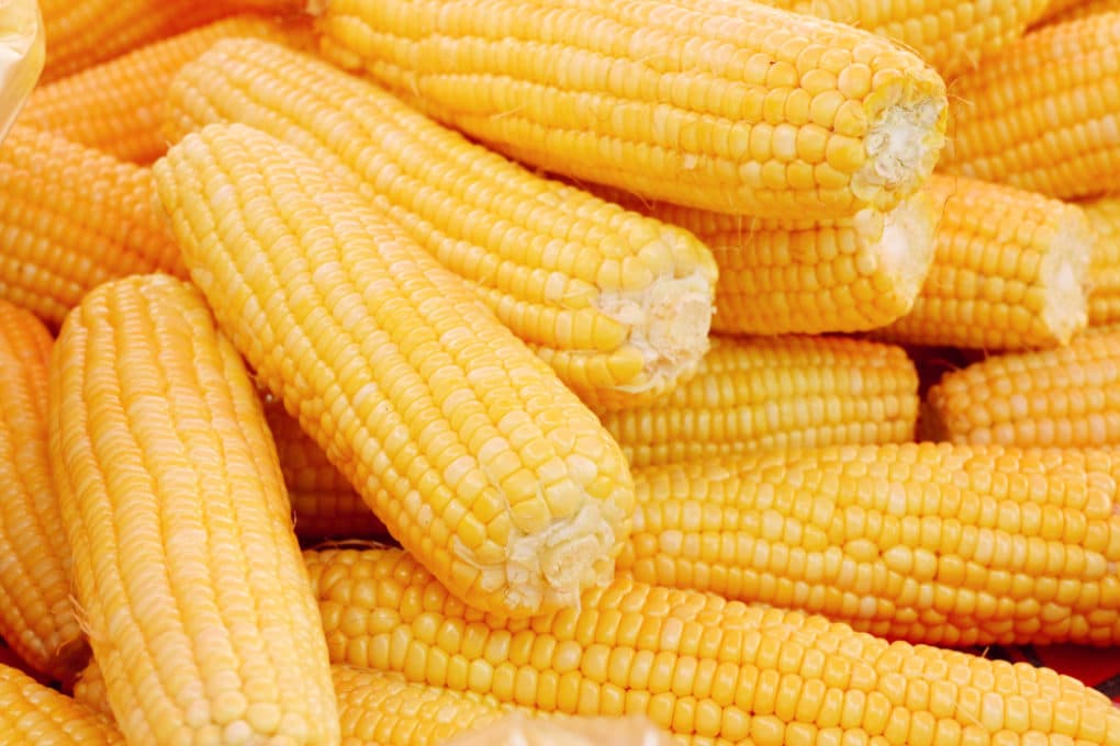 How To Store Sweet Corn Garden eco how-to-store-sweet-corn-garden-eco
