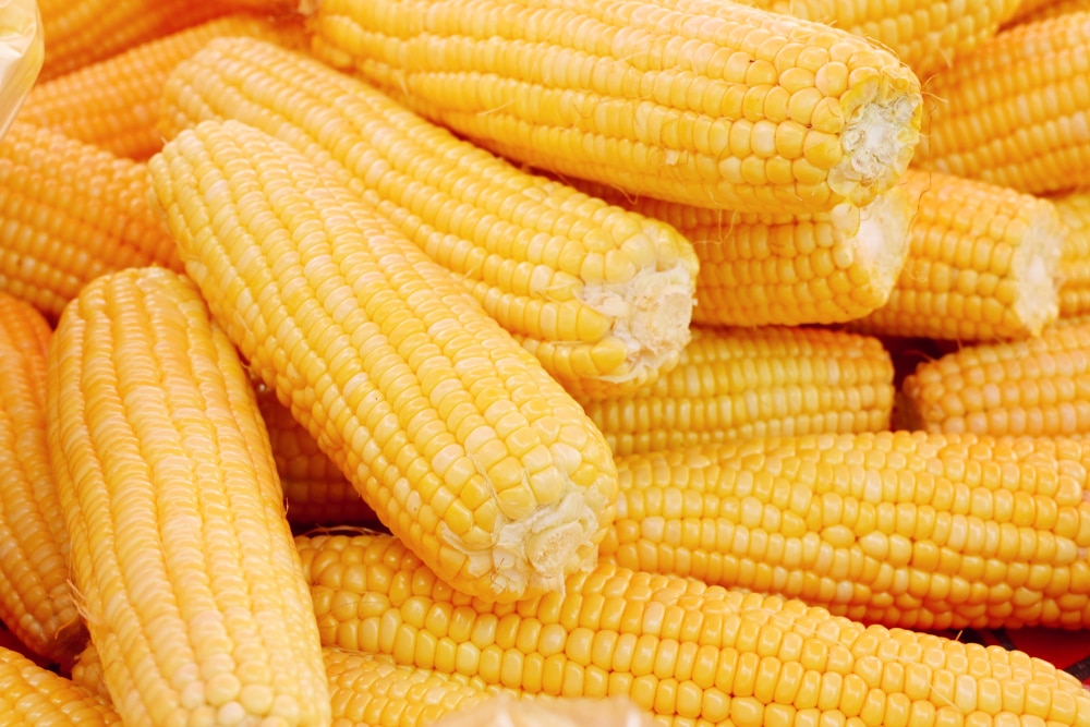 Storing Corn Top Preservation Tips For Freshness