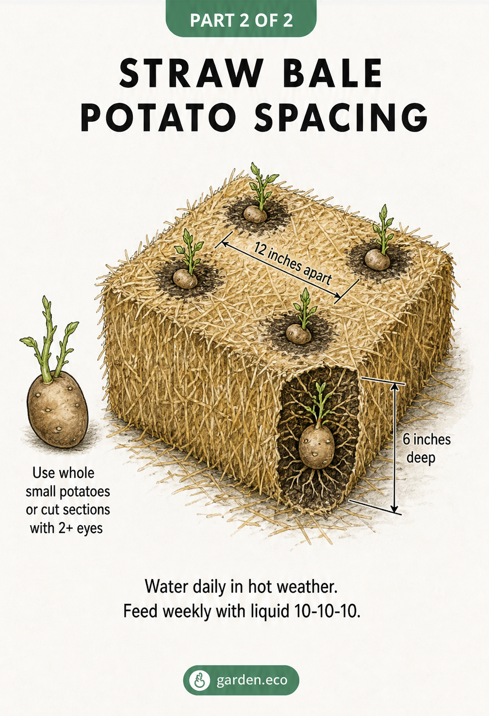 Diagram showing potato spacing in a straw bale, with seed potatoes planted 6 inches deep and 12 inches apart.