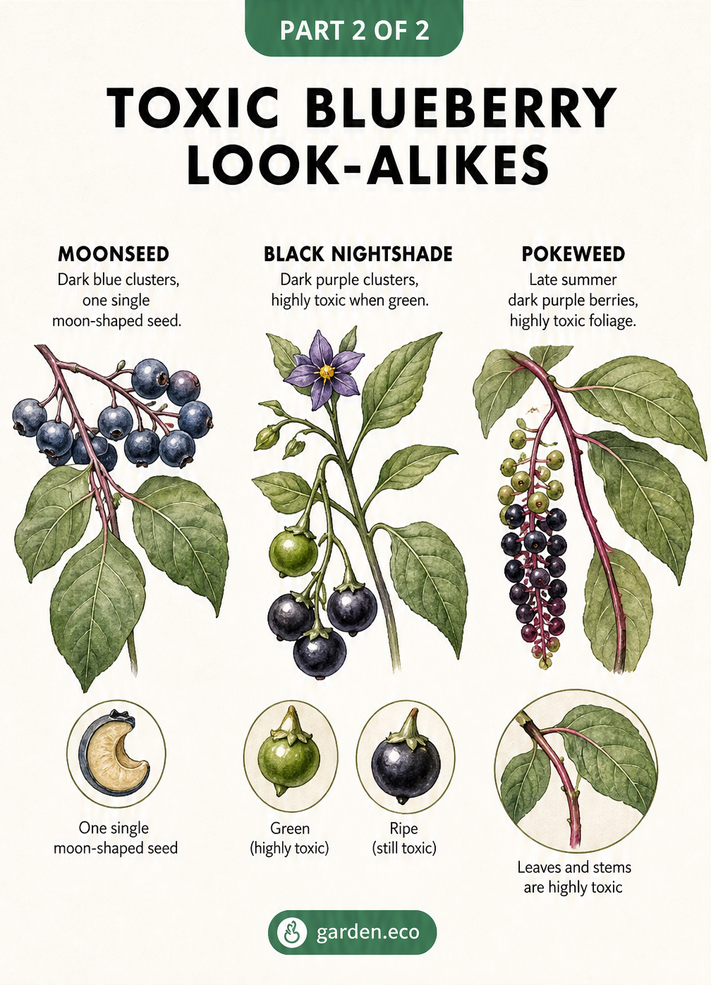 Botanical warning chart showing toxic blueberry look-alikes including moonseed, black nightshade, and pokeweed with their identifying features.