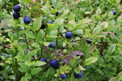 what-does-a-blueberry-bush-look-like