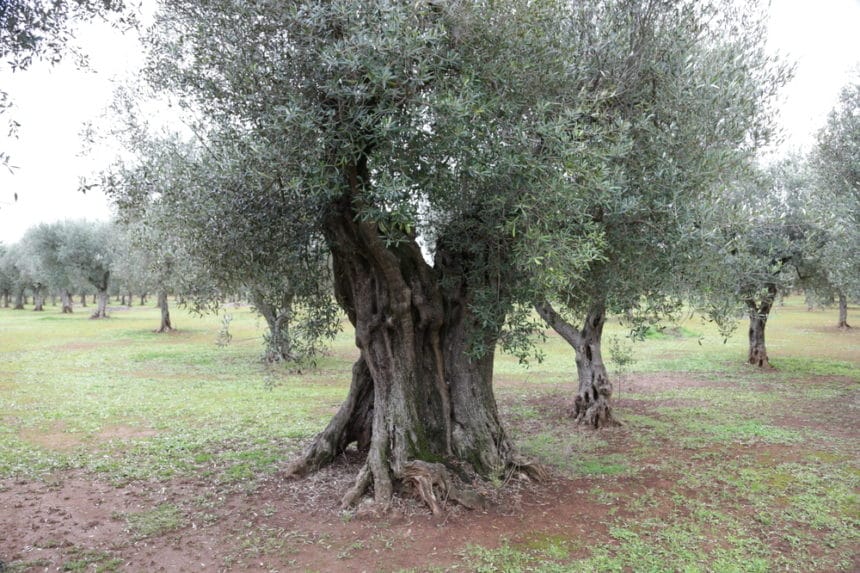 Where Do Olives Grow? » All the Facts