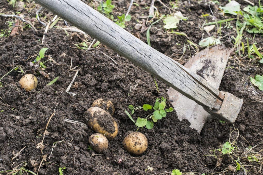 When to Harvest Potatoes » Top Tips