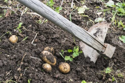 when-to-harvest-potatoes