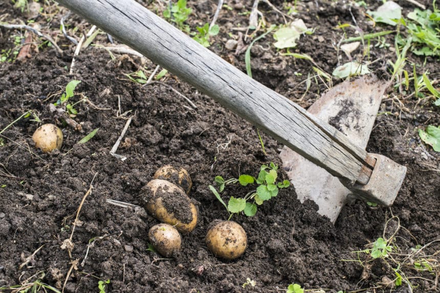When to Plant Potatoes » Top Timing Tips