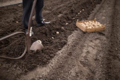 when-to-plant-potatoes