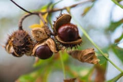 where-do-chestnuts-grow