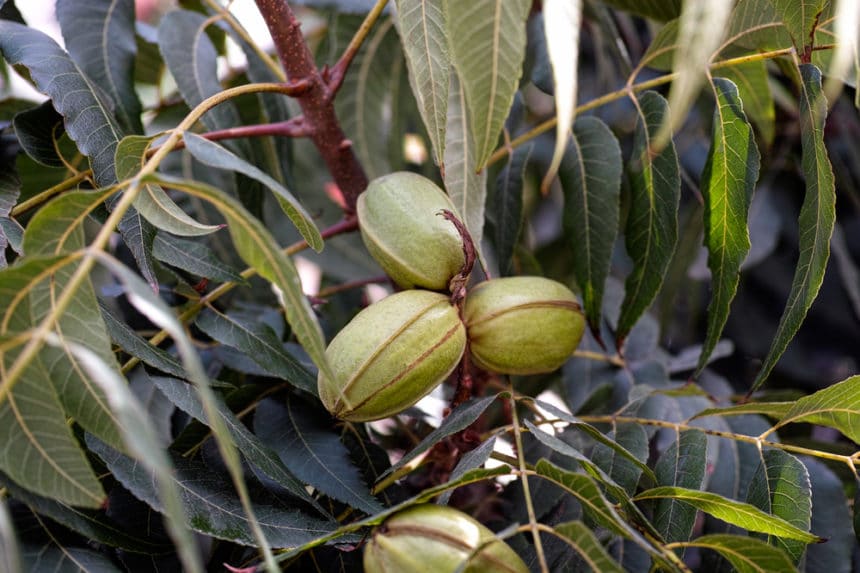 Almond Tree Zones » Tips on Proper Locations