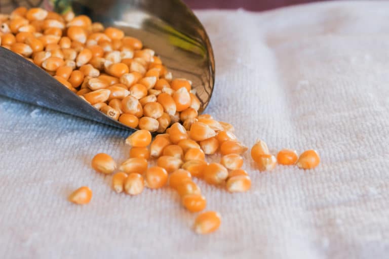 Where Do Popcorn Seeds Come From? Garden.eco