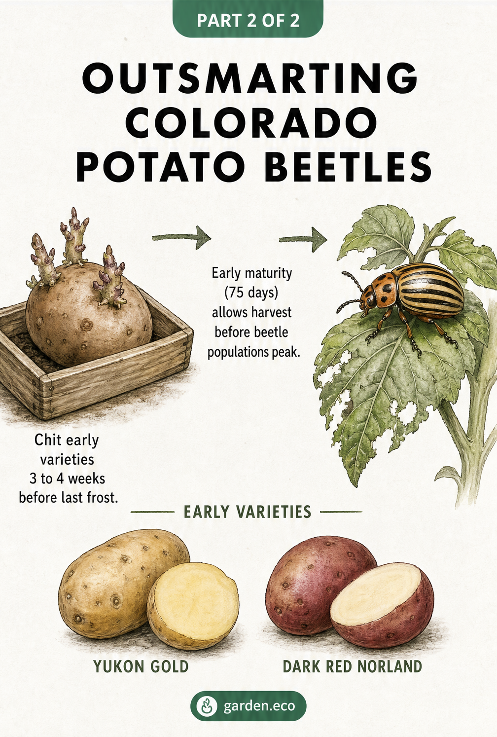 Illustration showing how planting early potato varieties like Yukon Gold and Dark Red Norland helps avoid peak Colorado potato beetle populations.
