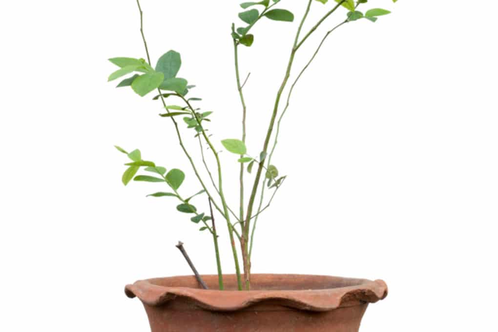Propagating Blueberry Plants From Cuttings