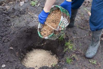 blueberry-soil-mix