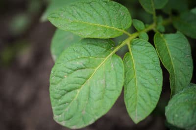 can-you-eat-potato-leaves