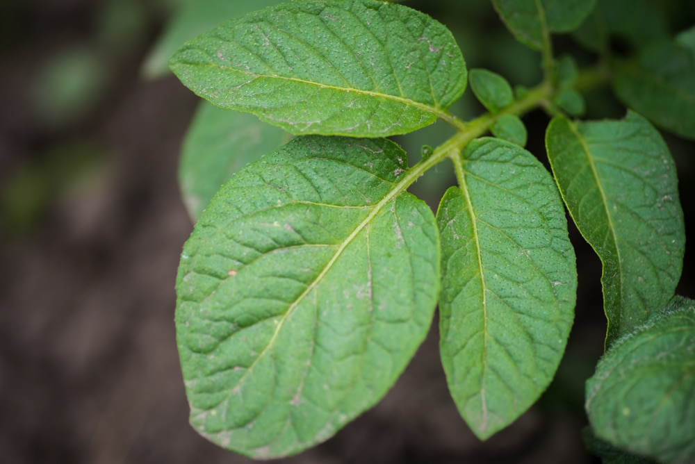 Can You Eat Potato Leaves?