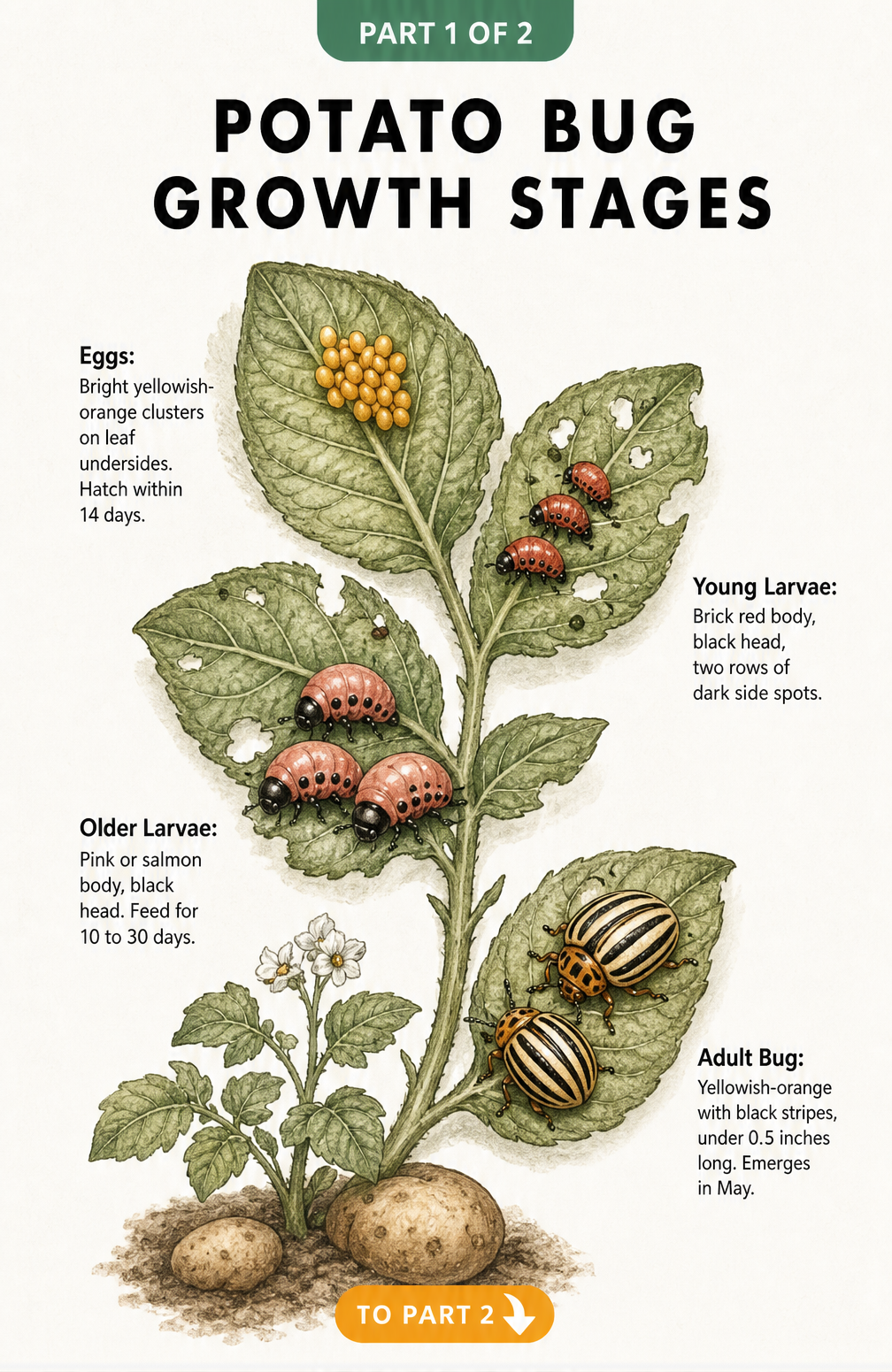 Botanical illustration showing the four growth stages of the Colorado potato bug on a potato leaf, from bright orange eggs to the striped adult.