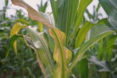 corn-blight