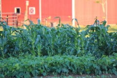 corn-companion-plants