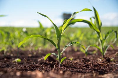 corn-growing-season