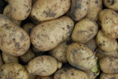 curing-potatoes