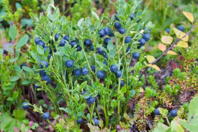 do-blueberries-grow-on-trees