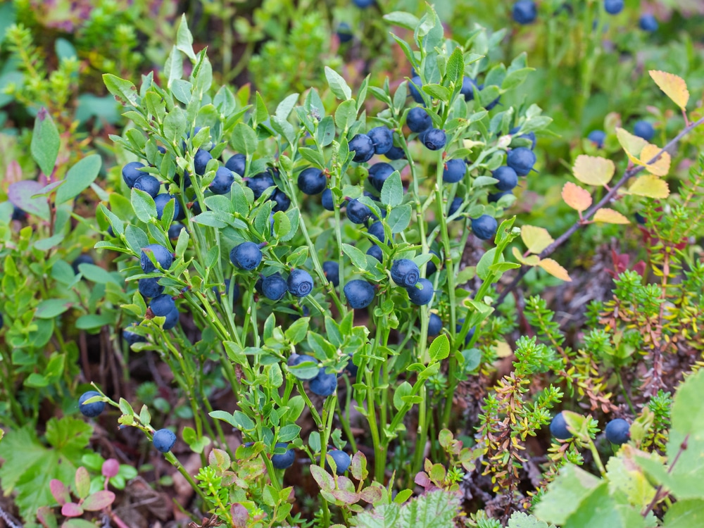 How To Grow Blueberry Bushes