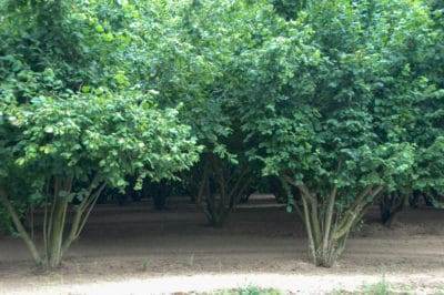 do-hazelnuts-grow-on-trees