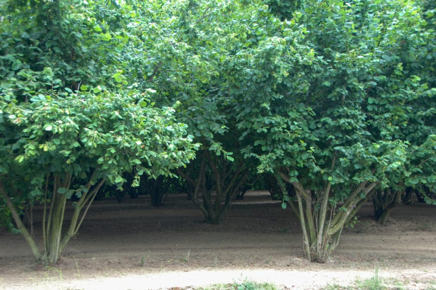 Filbert vs. Hazelnut Is There a Difference? Garden.eco