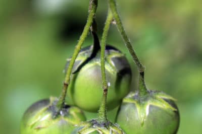 do-potatoes-have-seeds