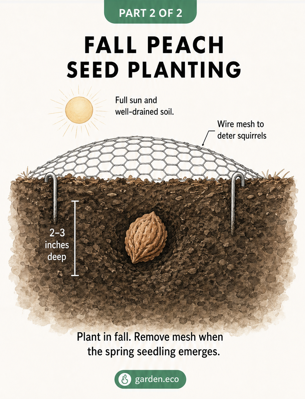 Cross-section illustration of a peach seed planted outdoors in fall, covered with wire mesh to protect it from squirrels.