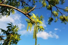 fertilizing-pecan-trees