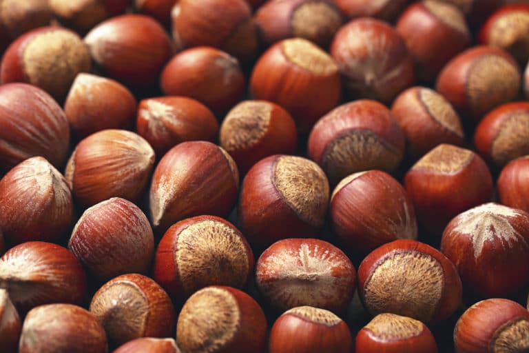 Filbert vs. Hazelnut Is There a Difference? Garden.eco