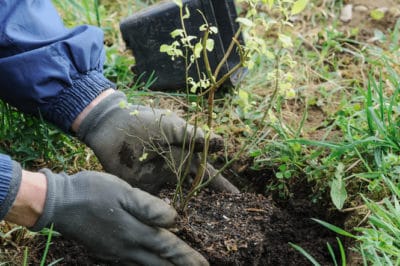 first-year-blueberry-plants