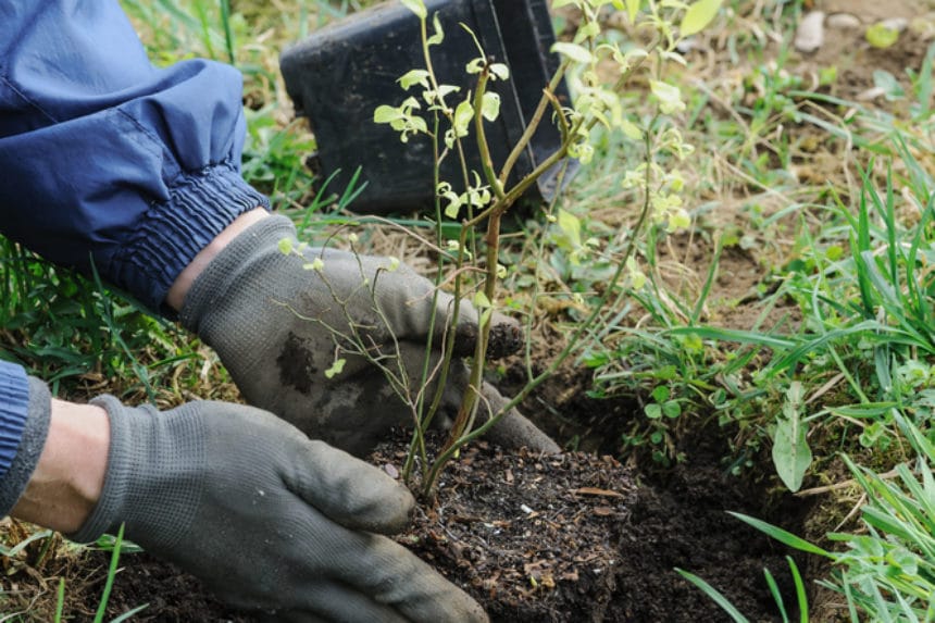 First Year Blueberry Plants » Top Tips on Planting & Care