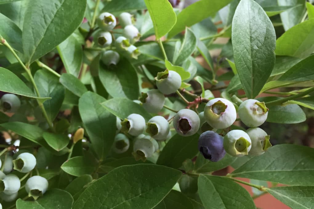 Growing Blueberries From Seed » Top Tips