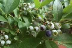 growing-blueberries-indoors