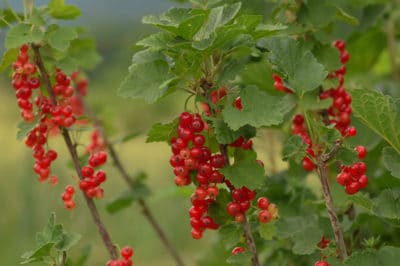 growing-currants