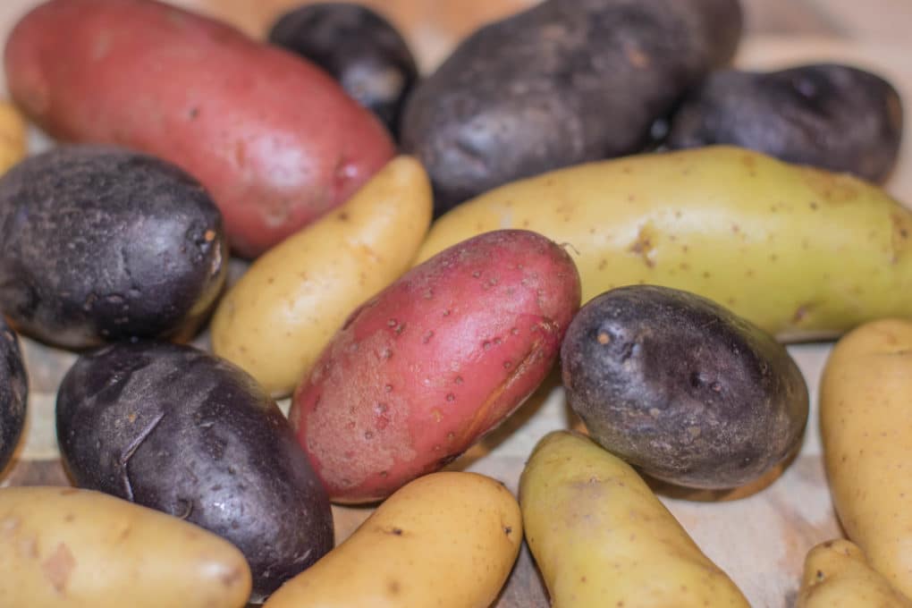 Potato Fungus » Tips for Identification & Control