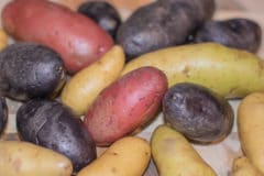 growing-fingerling-potatoes