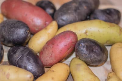 growing-fingerling-potatoes