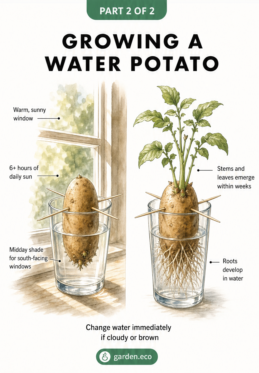 Illustration of a potato growing roots in water and green stems emerging from the top